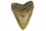 Serrated, Fossil Megalodon Tooth - Huge NC Meg #298809-1